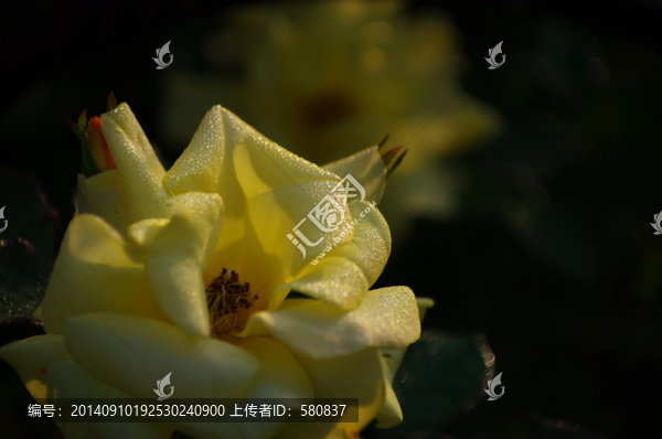 玫瑰