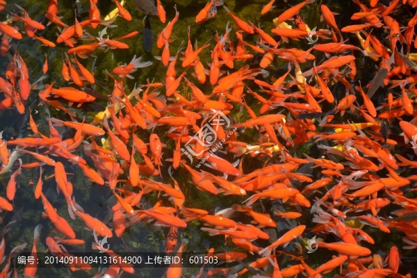 錦鯉