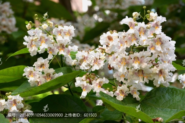 泡桐花
