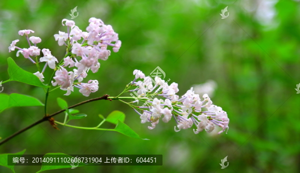 清純