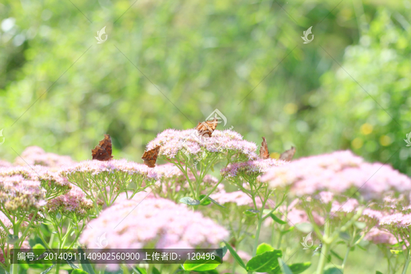 蝶戀花