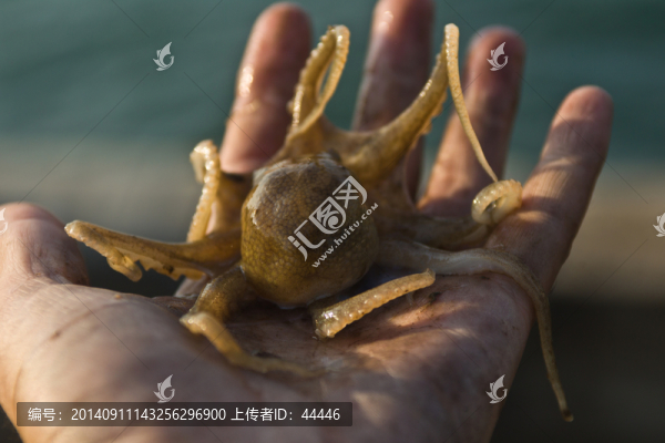 章魚