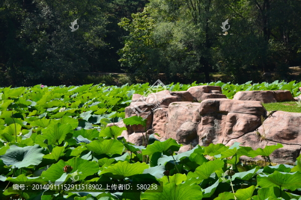 陽(yáng)光下荷塘里的荷花與蓮蓬高清