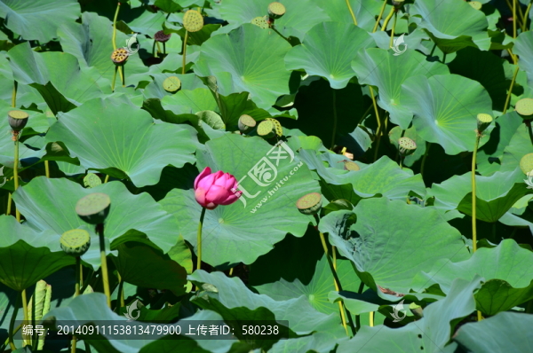陽(yáng)光下荷塘里的荷花與蓮蓬高清