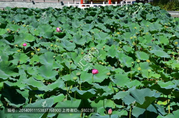 陽光下荷塘里的荷花與蓮蓬高清
