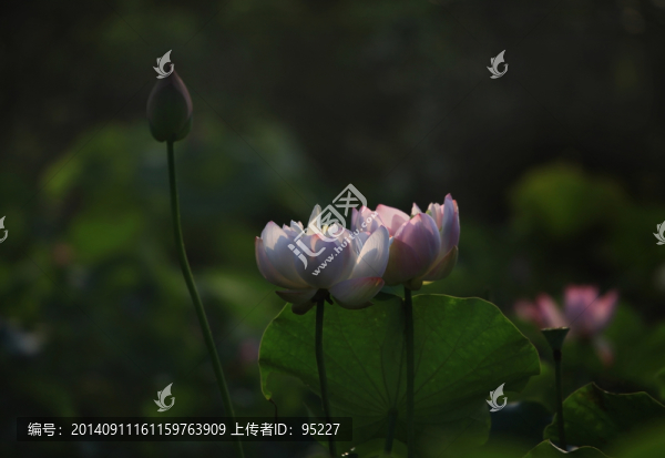 荷花,蓮花
