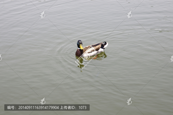 游鴨