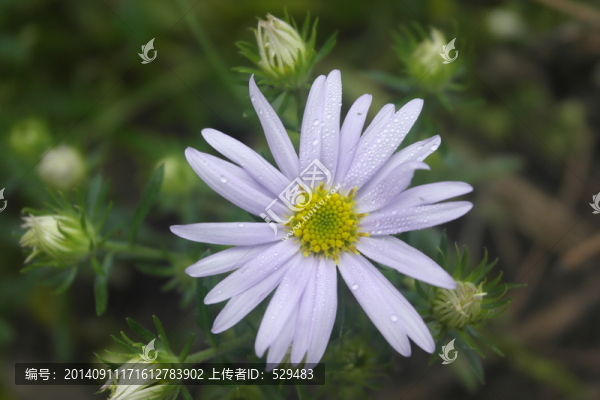 小雛菊,雛菊