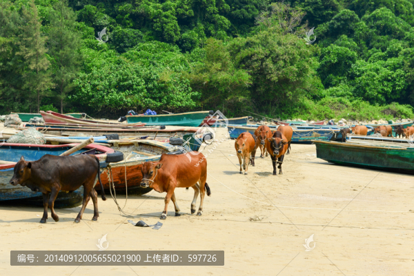 海陵島沙灘黃牛