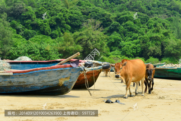 海陵島沙灘黃牛