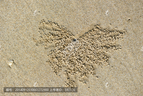 沙蟹挖洞圖案
