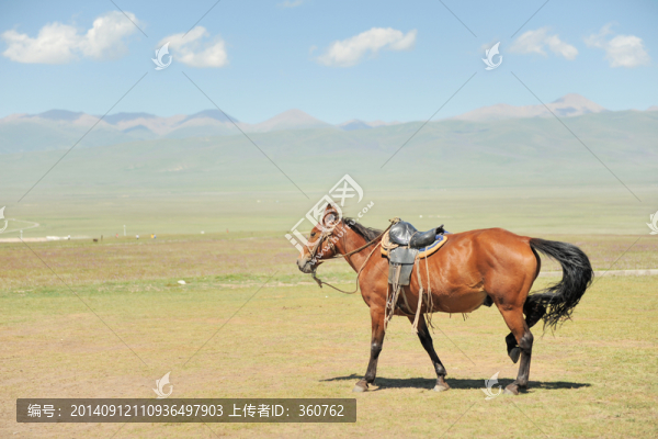 駿馬馳騁