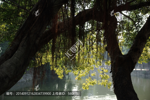 榕樹