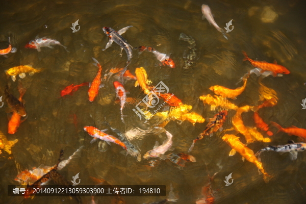 魚(yú)