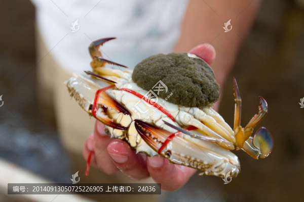 螃蟹