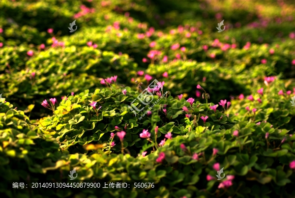 四葉草