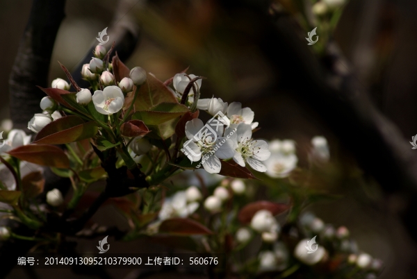 梨花