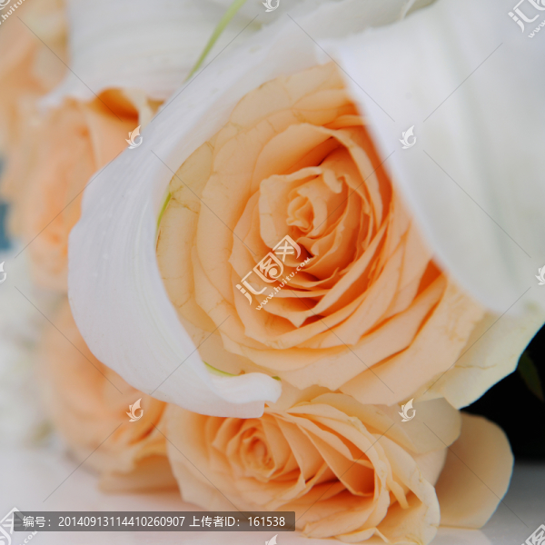 橙色的玫瑰花,玫瑰花束