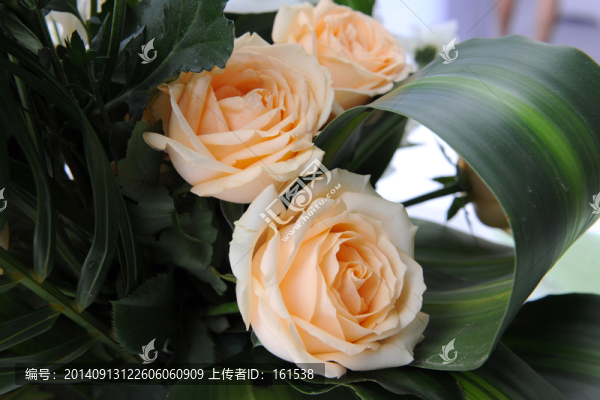 橙色玫瑰花