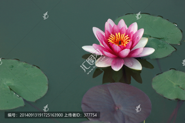 蓮花