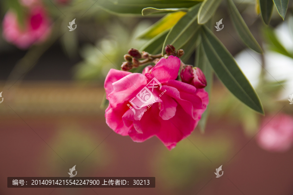 沈陽故宮鮮花綻放