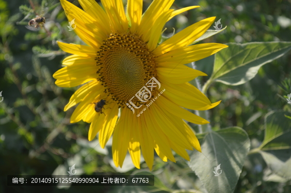 蜜蜂和向日葵
