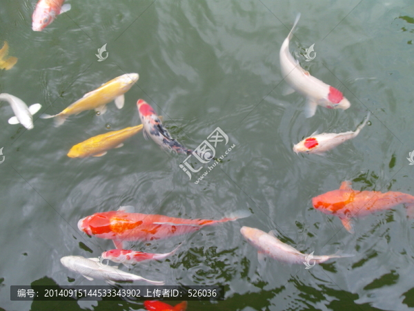 錦鯉