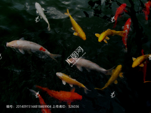錦鯉群