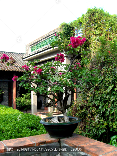 盆景杜鵑
