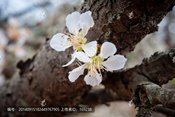 梨花