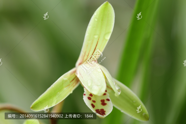 蘭花