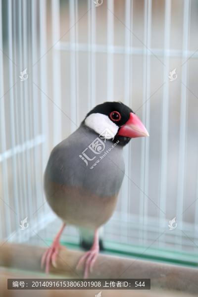 鳥