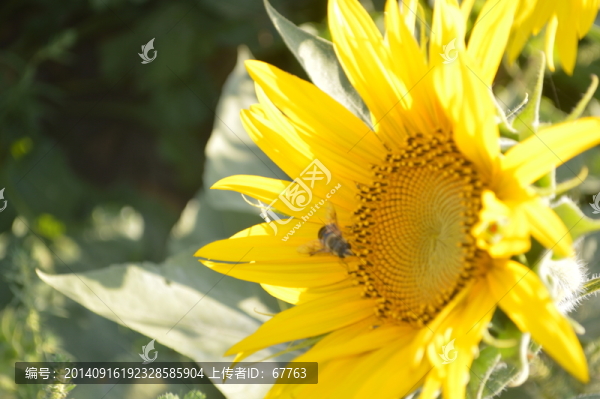 向日葵和蜜蜂