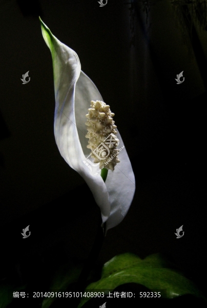 一帆風(fēng)順