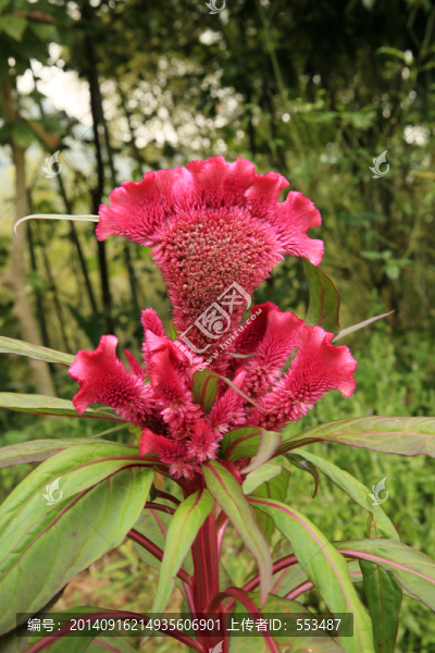 大紅雞冠花