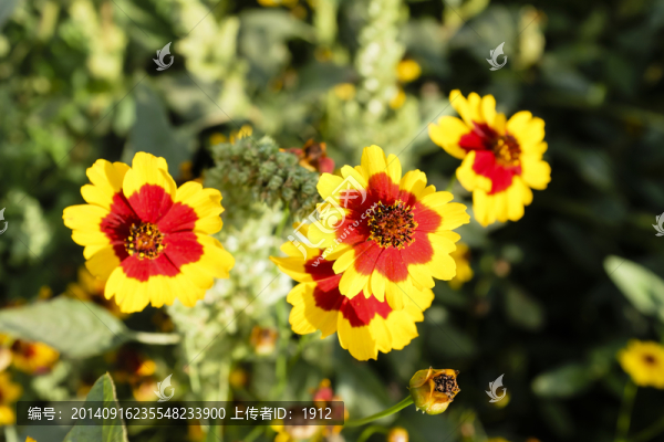 雪菊