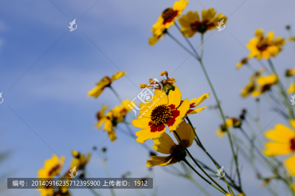 雪菊