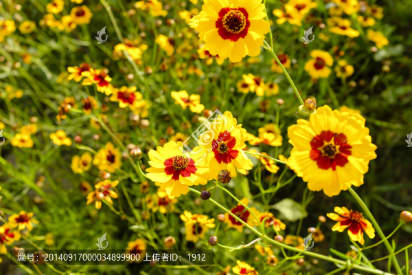 雪菊