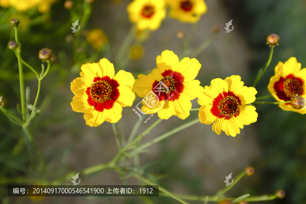 天山雪菊