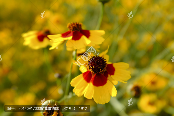 天山雪菊