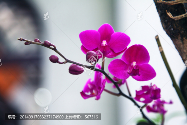 蘭花（臺(tái)灣）