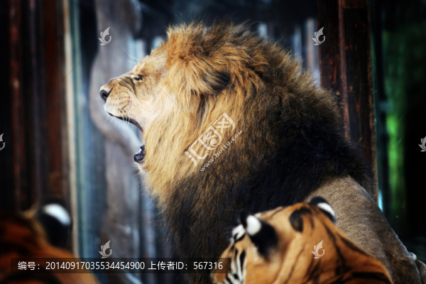 獅子