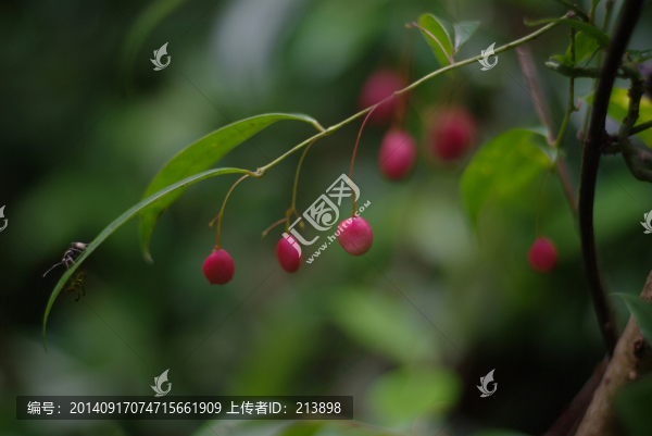 紅果