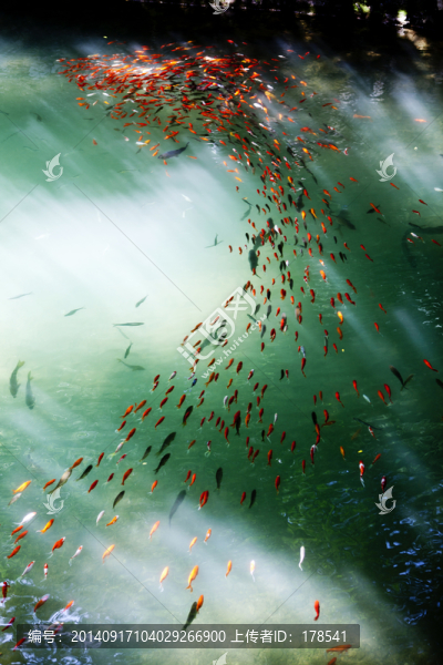魚,鯉魚,錦鯉,紅鯉魚,黃鯉魚