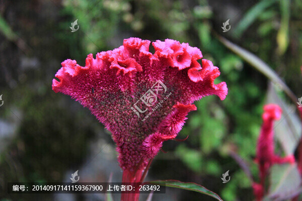 雞冠花,雞髻花,老來紅