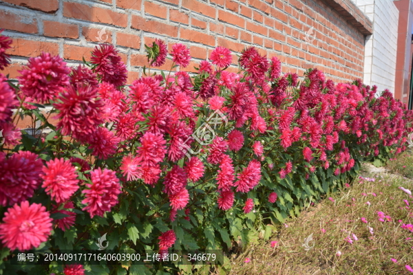 翠菊