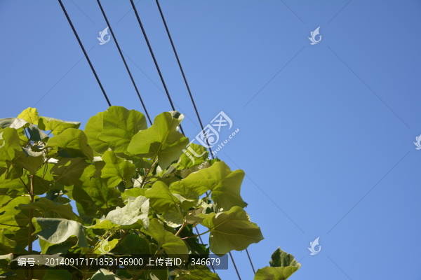 梧桐葉