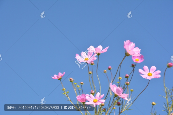 波斯菊