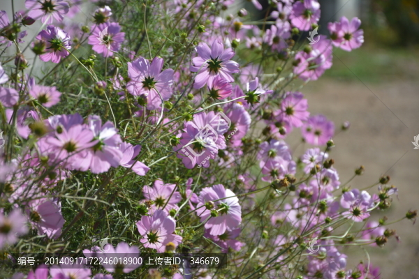 波斯菊