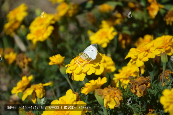 孔雀菊,菊花,黃花,門前,農(nóng)家